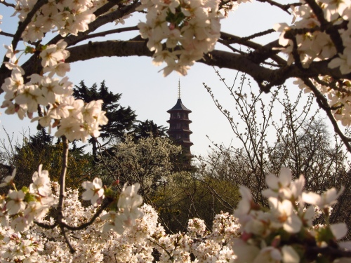 photo: Pagoda and Cherry Blossoms at Kew Gardens by Laura Nolte
